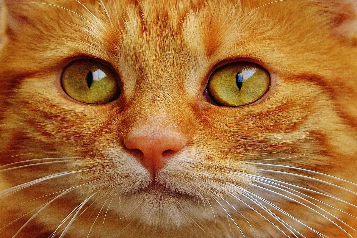 como descobrir a idade de um gato