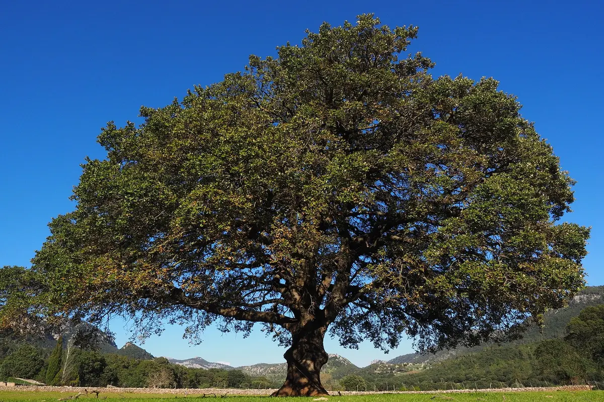 o que significa loor