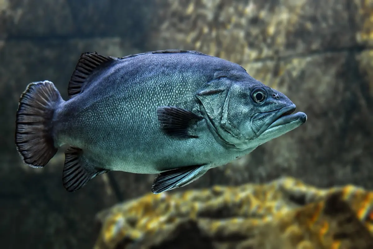 peixes bonitos