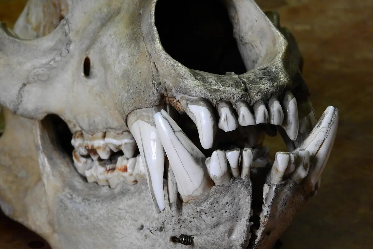 queixo anatomia