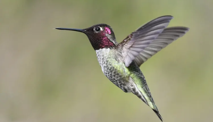 7 curiosidades sobre o beija flor: Fatos incríveis que você não sabia