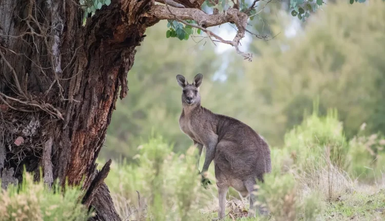 Cangurus bebes: Curiosidades incríveis sobre os filhotes australianos