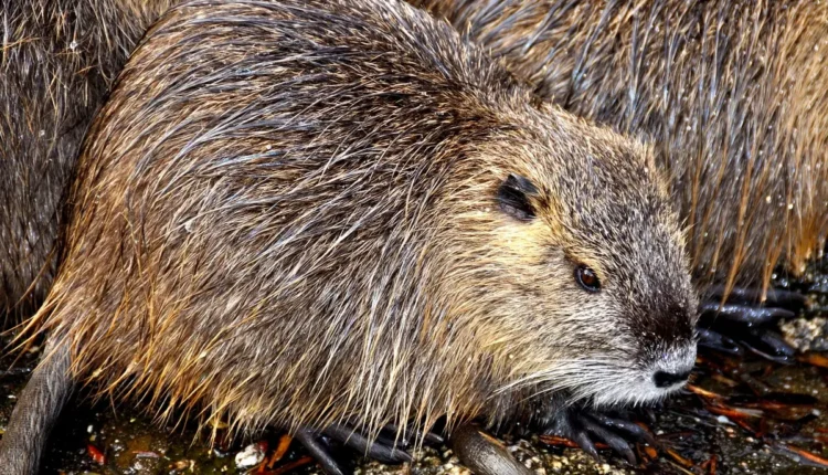 Curiosidade sobre ratos: Fatos que você provavelmente não sabia