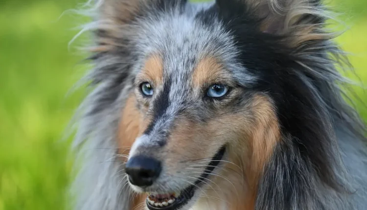 Dentes caninos: Função, anatomia e cuidados necessários