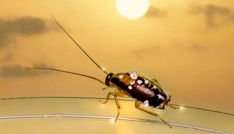 Filhote de barata: Como identificar e acabar com essa praga doméstica