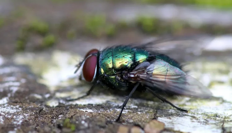 Moscas varejeiras em casa: O que atrai e como eliminar de vez