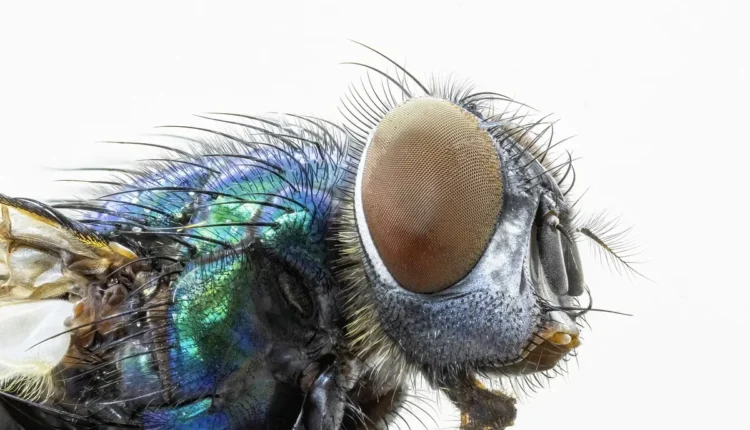 O que atrai moscas varejeiras: Principais fatores e como evitar