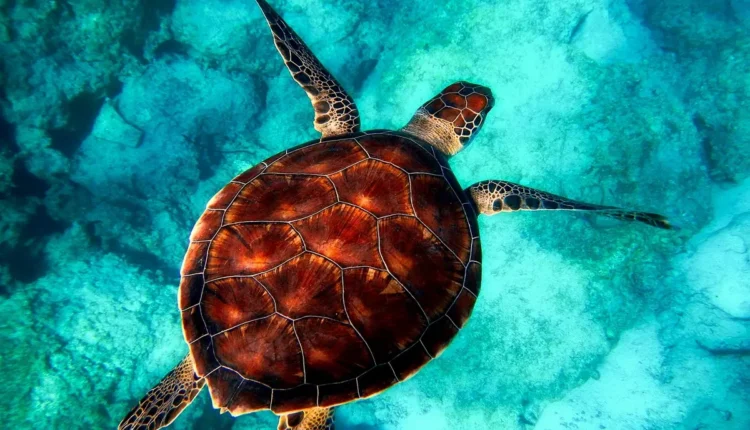 Répteis marinhos: Espécies fascinantes que vivem nos oceanos