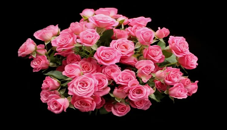 Quantos sábados tem um ano? Descubra tudo aqui!