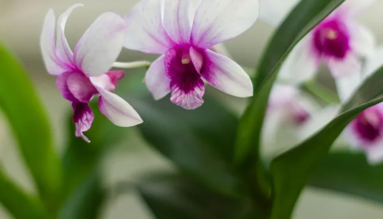 Cores com letra f: Tudo o que você precisa saber